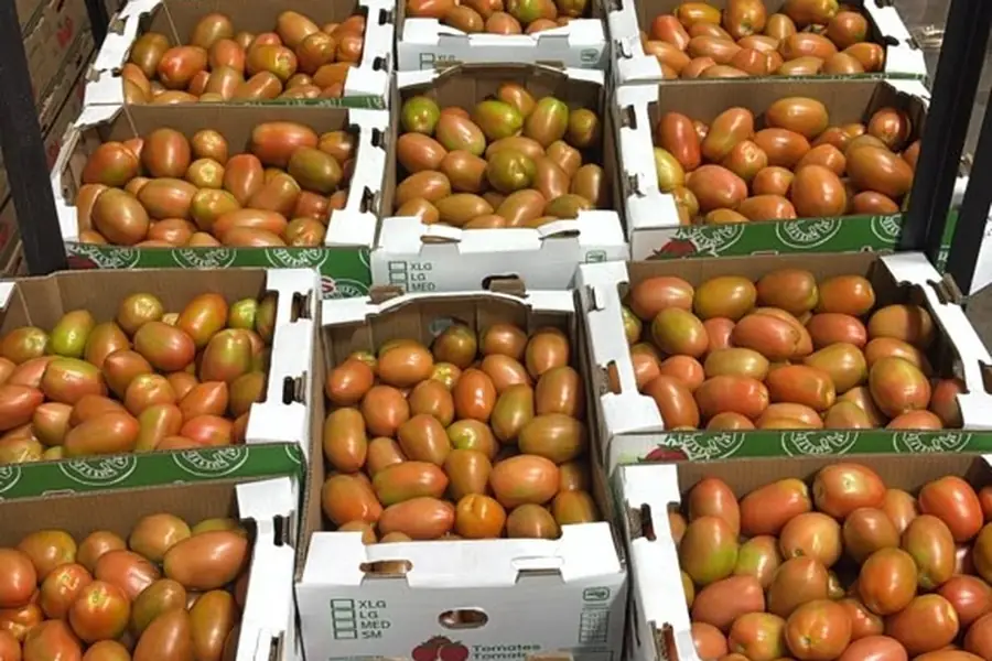 Tomate en cajas, listo para salir a ruta